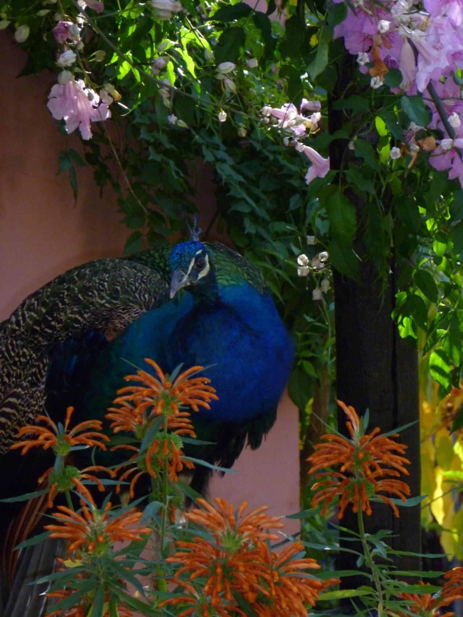 Eco Moyano Posada Gaucin Bagian luar foto