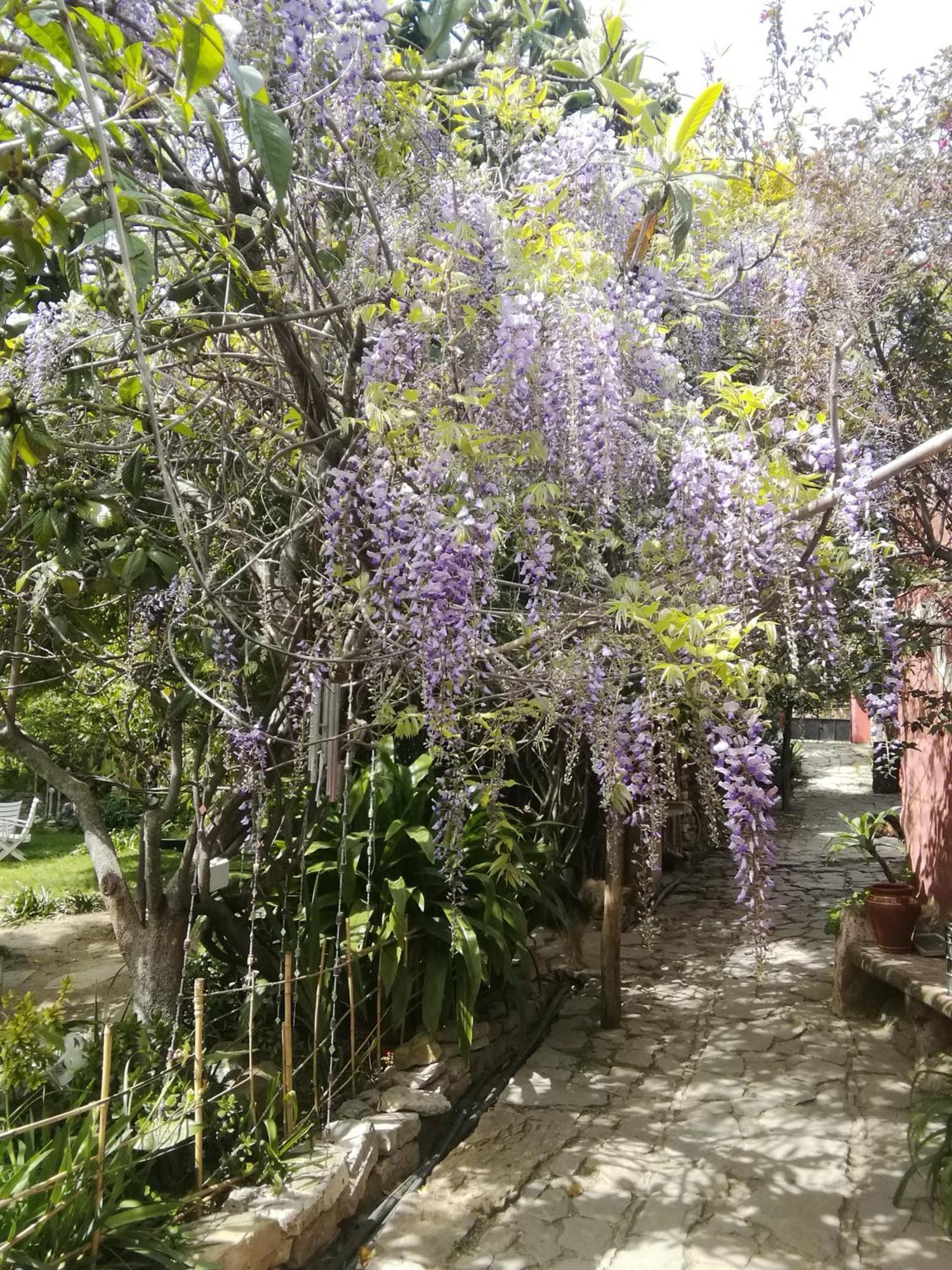 Eco Moyano Posada Gaucin Bagian luar foto